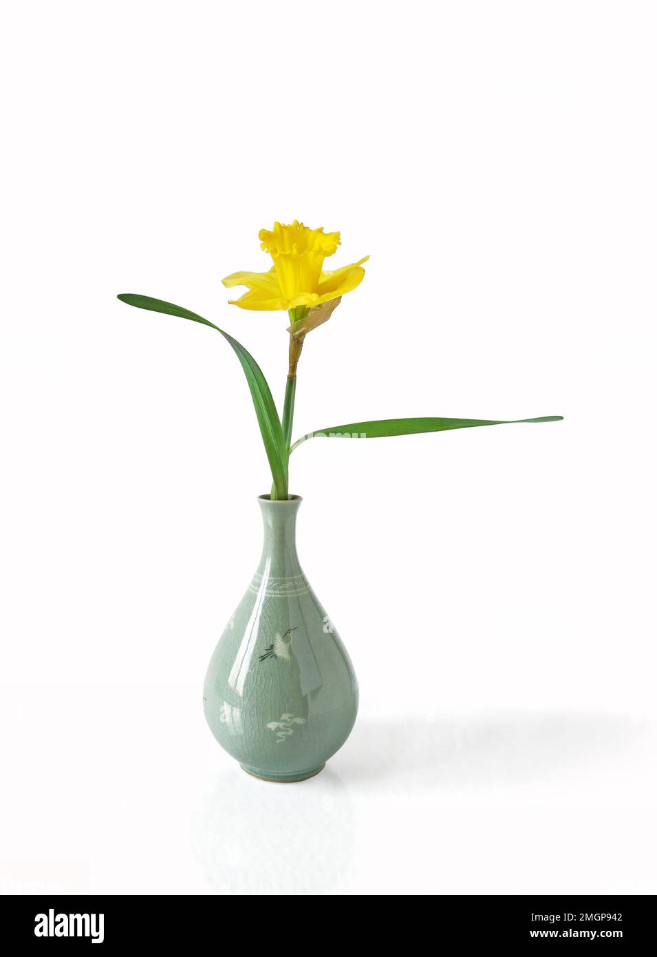 Daffodil in a Japanese Vase on white background Stock Photo Alamy