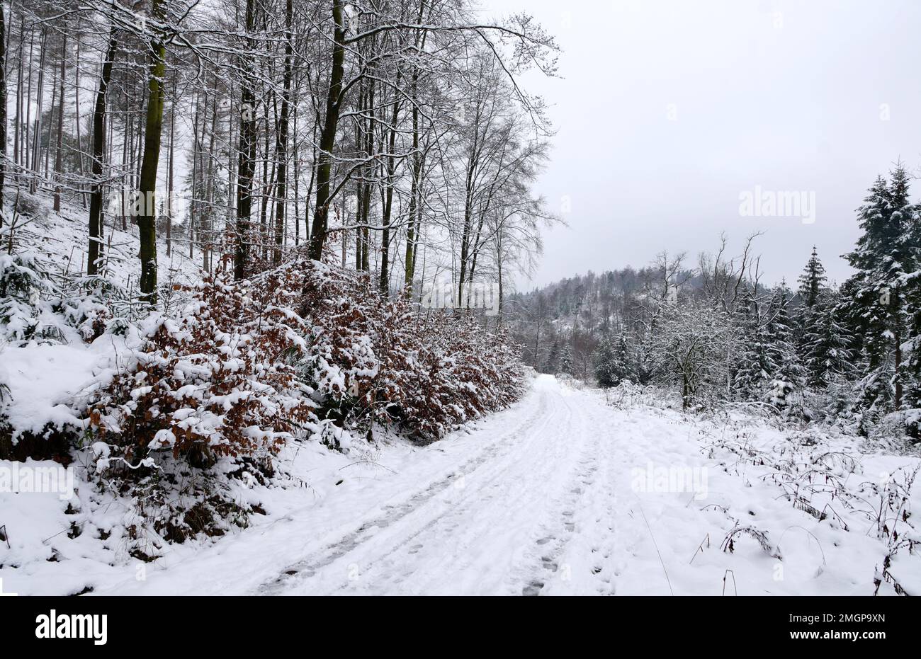 Schneebedeckte Wege im Teutoburger Wald Stock Photo