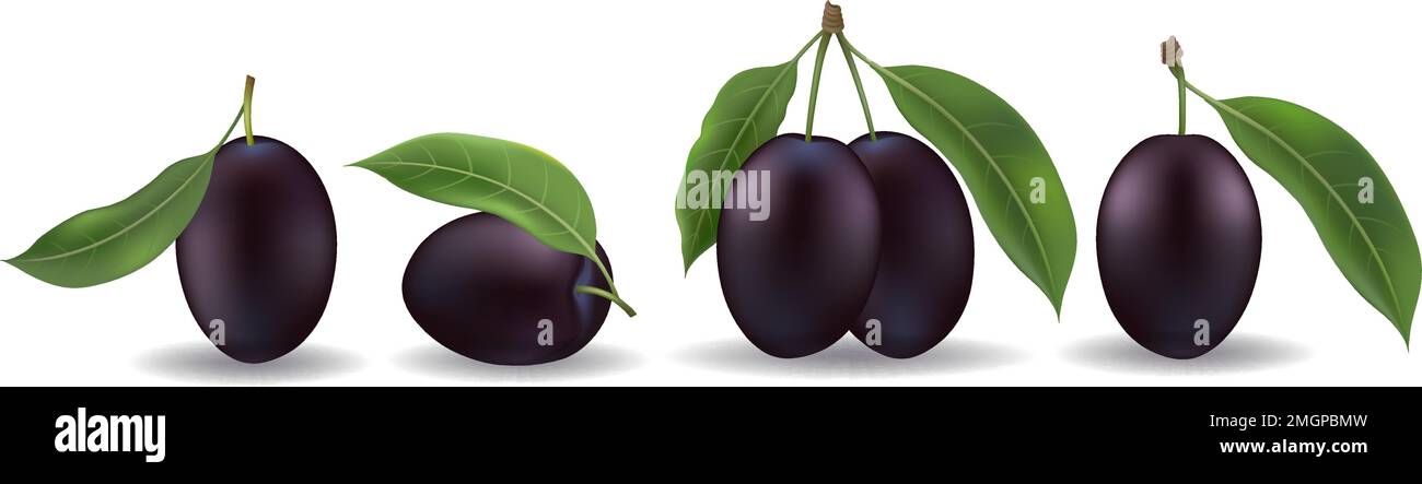Realistic black sweet plum Stock Vector
