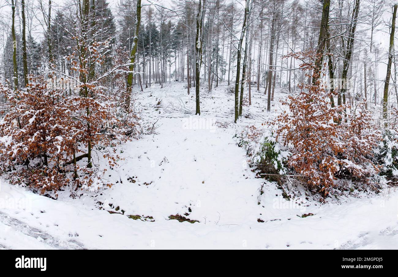 Kleine schneebedeckte Erhebung mit Bäumen  im Teutoburger Wald Stock Photo