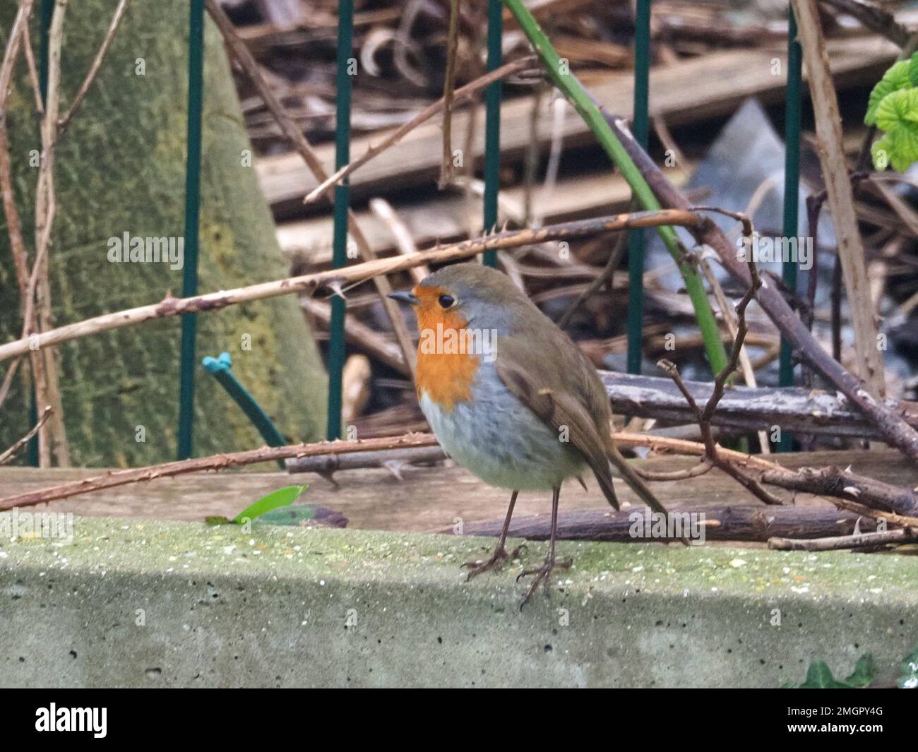 Sheerness, Kent, UK. 26th Jan, 2023. UK Weather: a Robin - Britain's favourite bird - seen visiting a garden in Sheerness, Kent on an overcast and cold afternoon. RSPB Big Garden Bird watch starts tomorrow 27-29 January. Credit: James Bell/Alamy Live News Stock Photo
