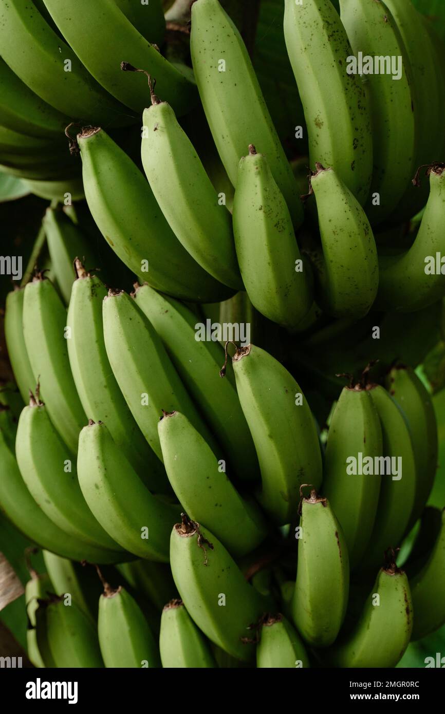 Delicious bananas ripe ready for harvesting Stock Photo - Alamy