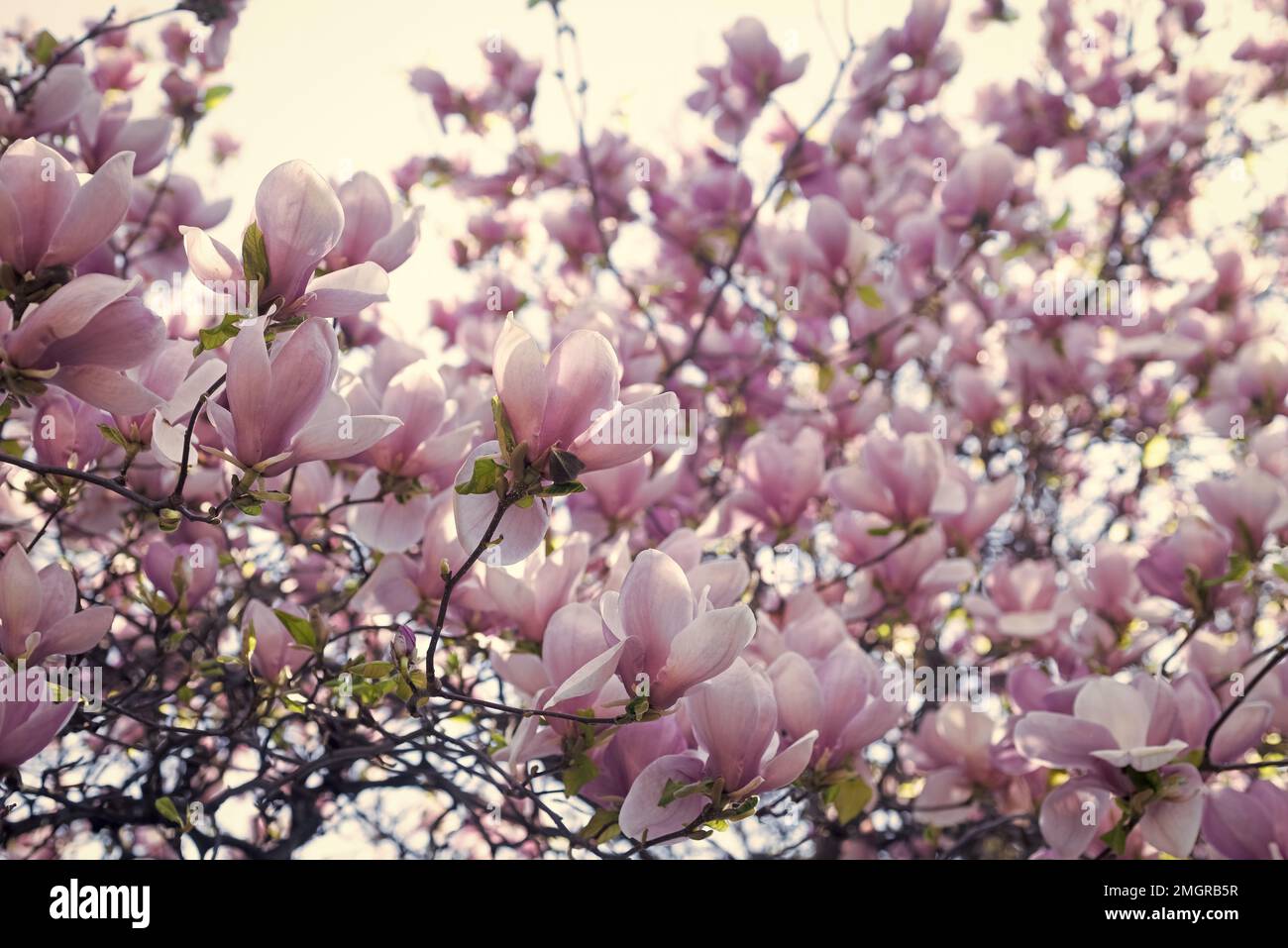 pink flowers of blooming magnolia tree in spring. nature Stock Photo ...
