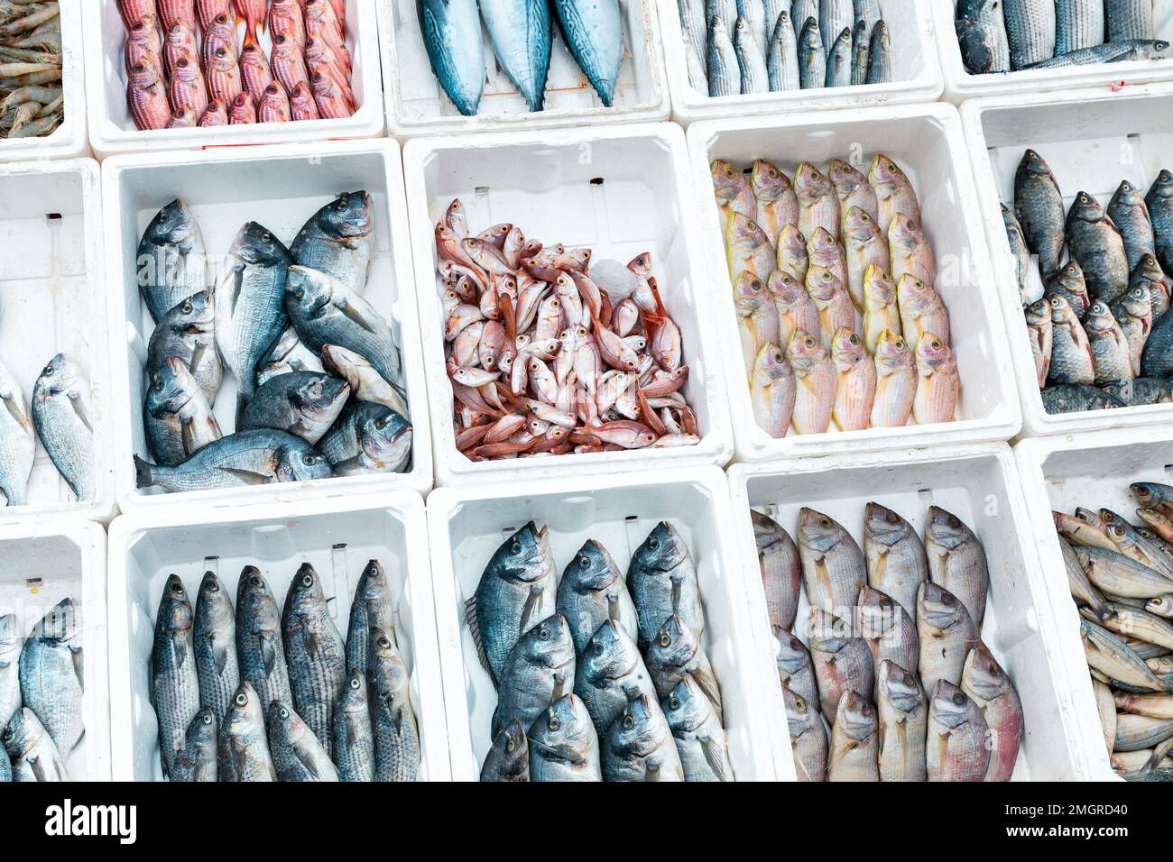 Fresh fish in traditional food market in Beirut, Lebanon. Fish placed
