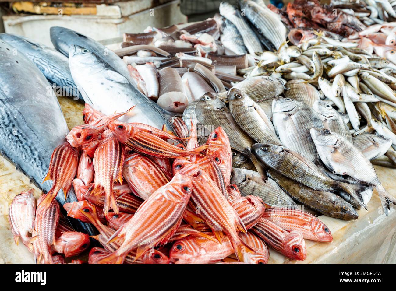 Fresh fish in traditional food market in Beirut, Lebanon. Fish placed
