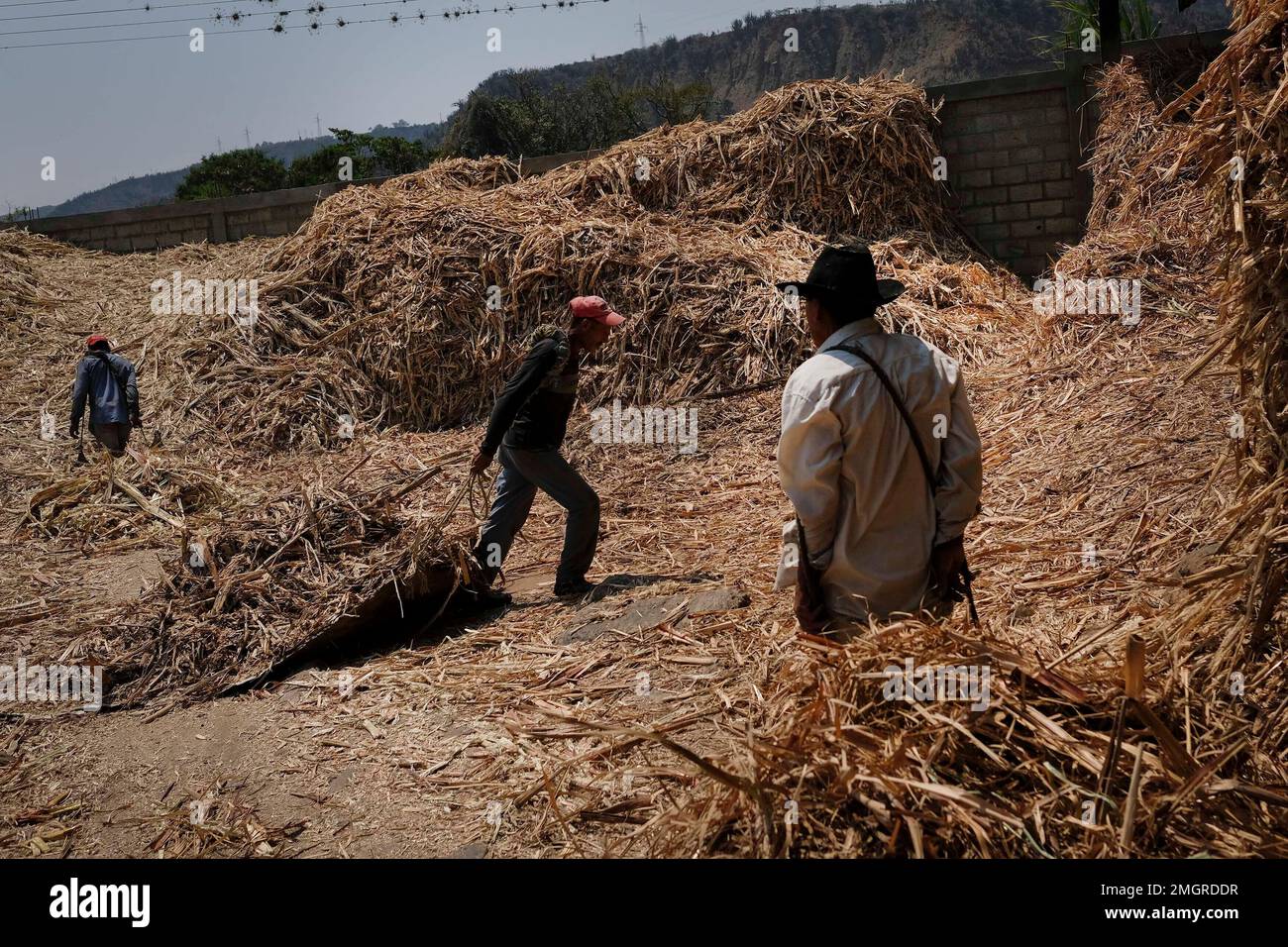 Sugarcane workers carry cane husks at a trapiche panelero in Merida