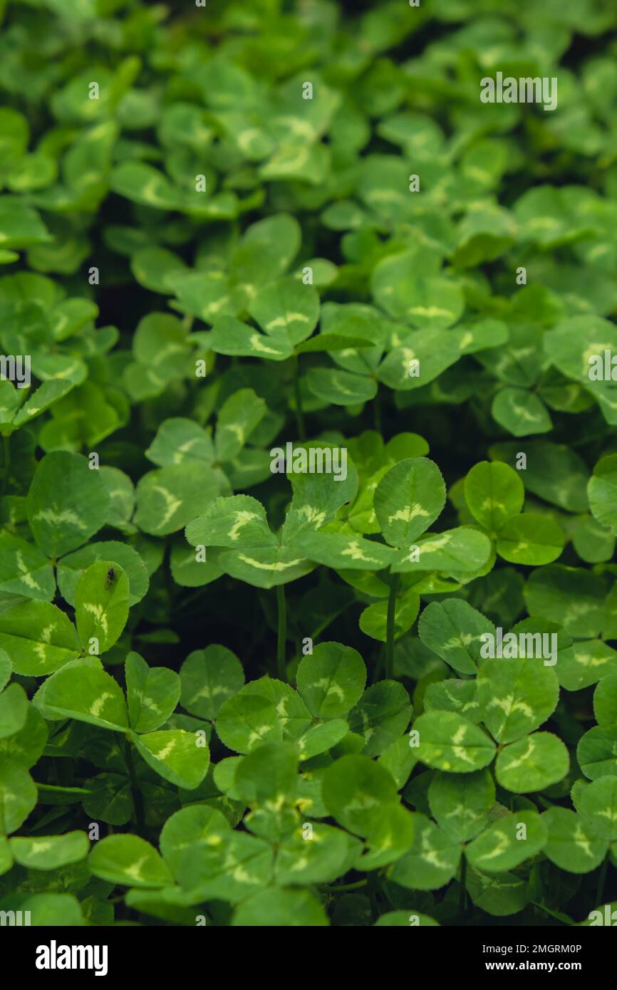 Four Leaf Clover Day, August 2 Holiday. Shamrocks.