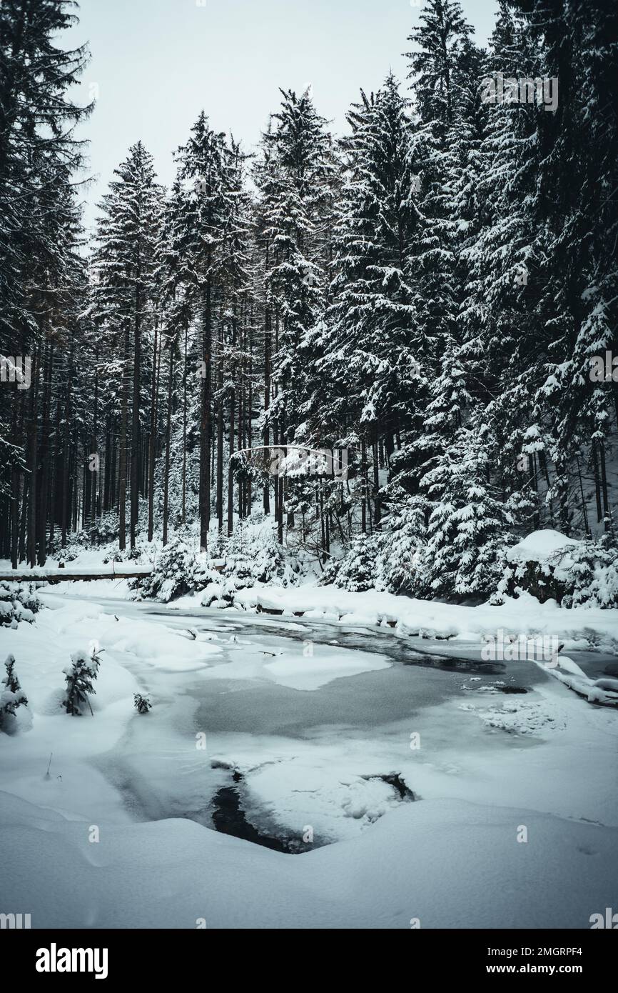 A vertical shot of a frozen lake in a forest in winter Stock Photo - Alamy