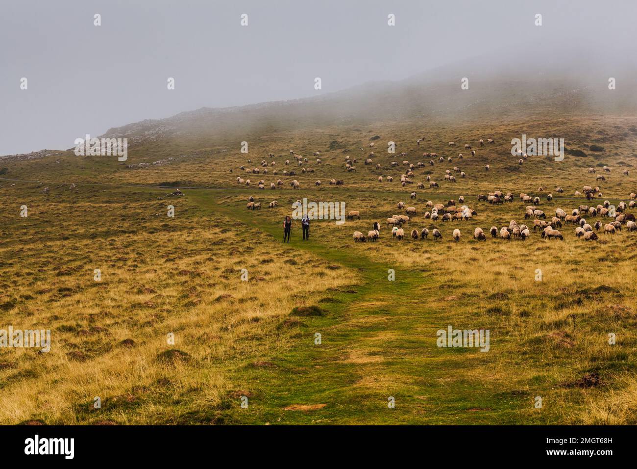 Pilgrims walking next to a flock of sheep along the way of St. James. The mixed flock of sheep and goats grazing on meadow in the French Pyrenees Stock Photo
