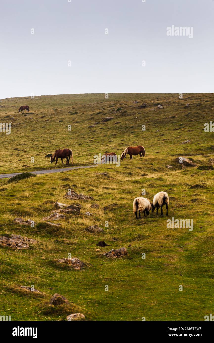 Horses and goats grazing on meadow along the Camino de Santiago in the French Pyrenees Stock Photo