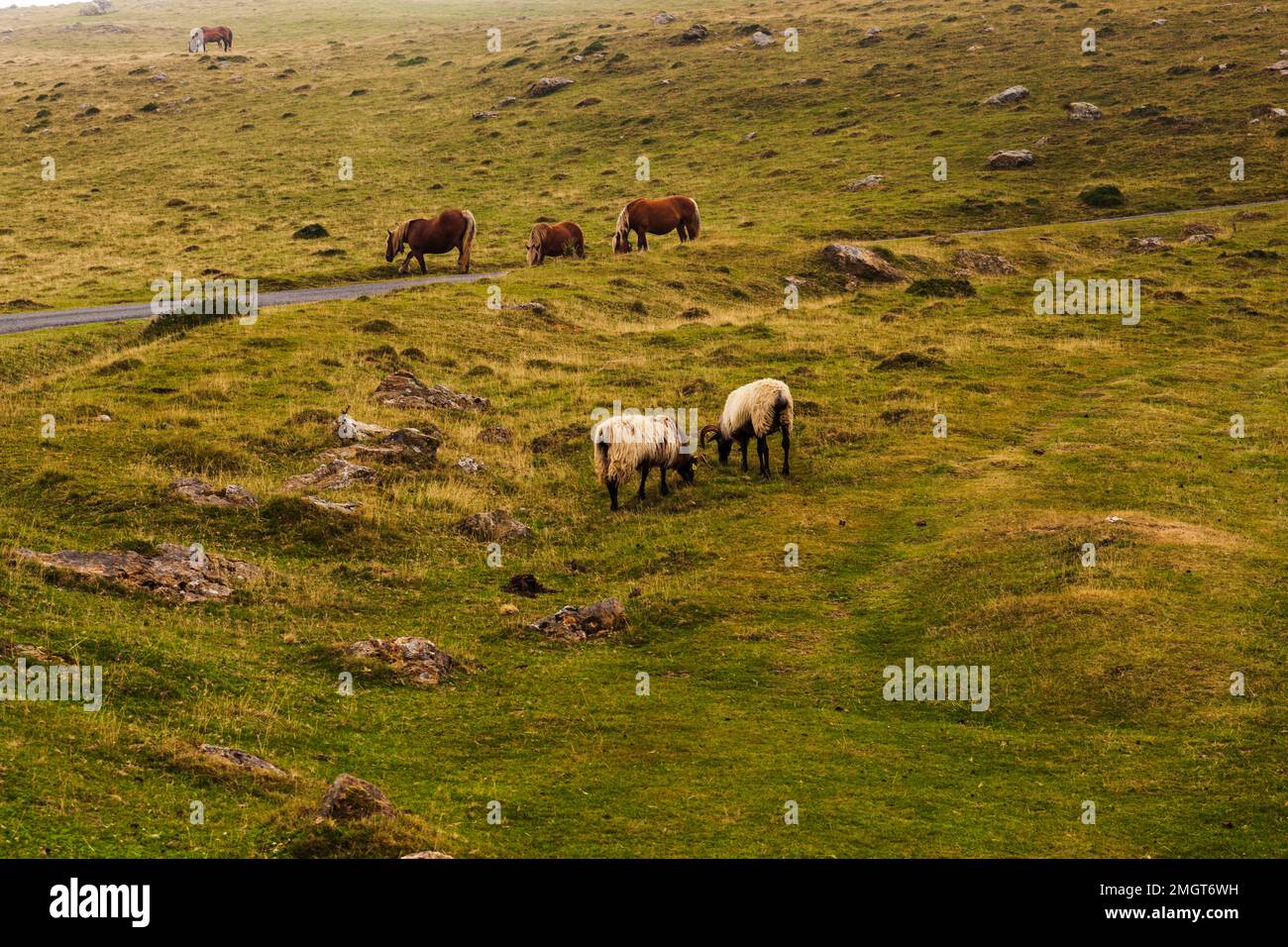 Horses and goats grazing on meadow along the Camino de Santiago in the French Pyrenees Stock Photo