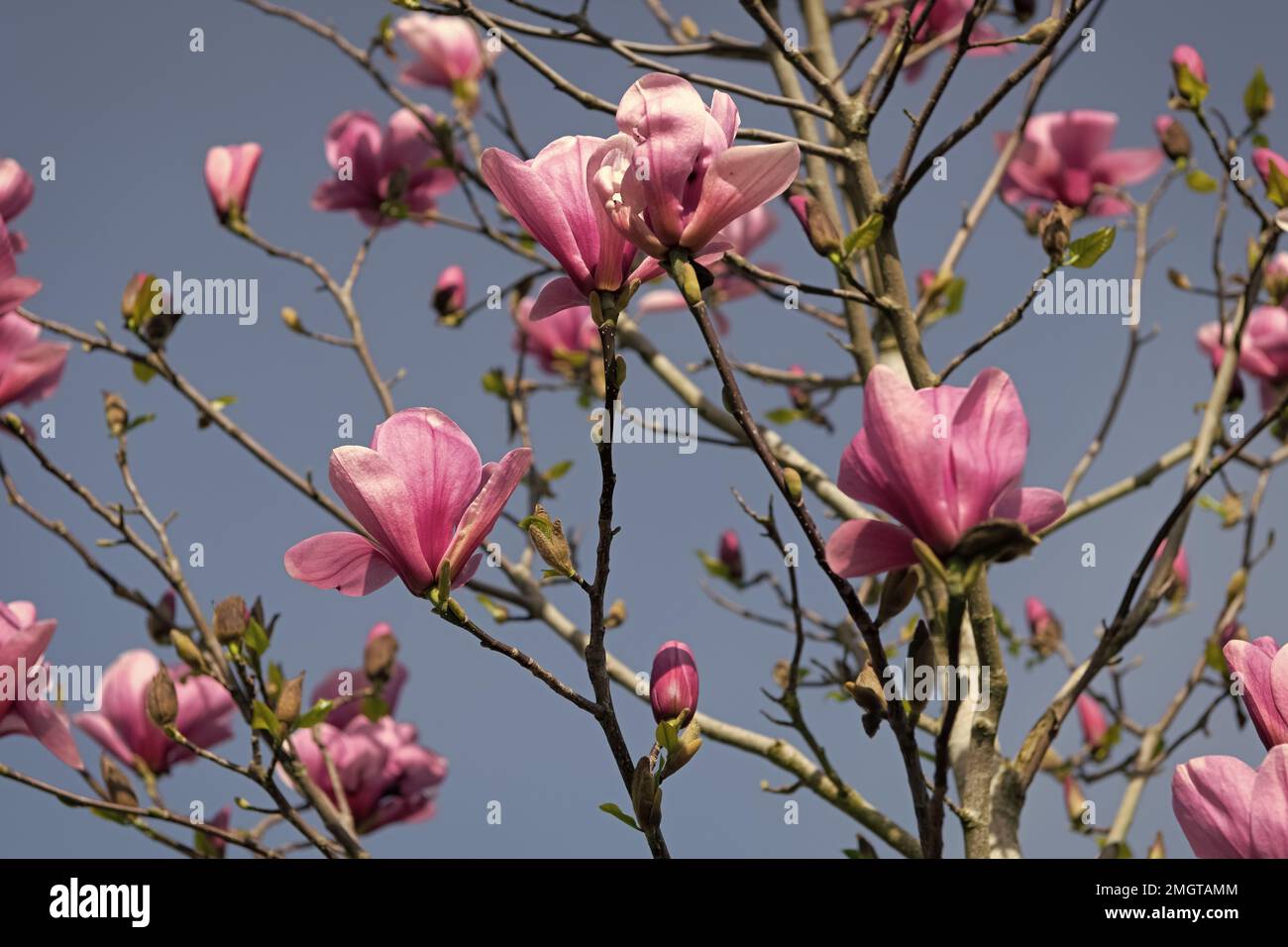 pink flowers of magnolia tree in full spring bloom. macro Stock Photo ...