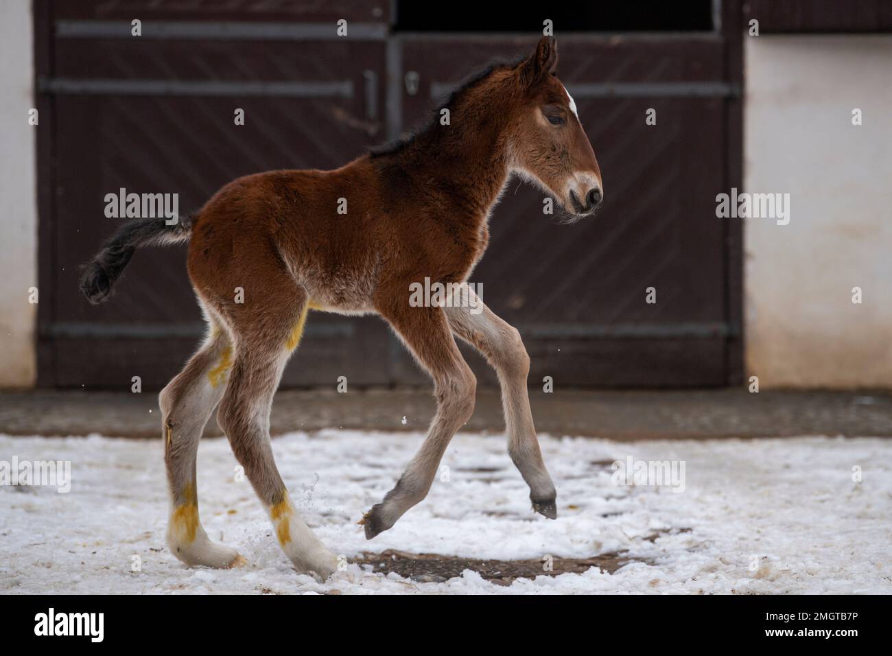 Kladruby Nad Labem Czech Republic 26th Jan 2023 The First Foal Of kladruby-nad-labem-czech-republic-26th-jan-2023-the-first-foal-of