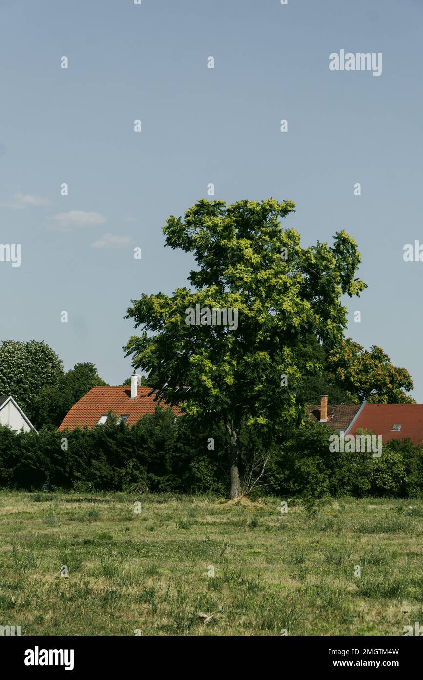 a field in the middle of a big tree with houses behind it a sunny day with lawn Stock Photo