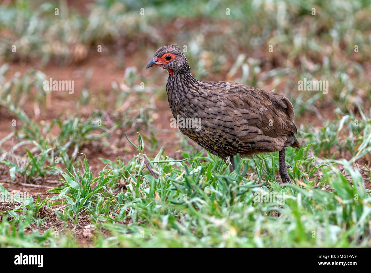 Red-necked spurfowl (Pternistis afer) from Satara, Kruger NP, South Africa. Stock Photo