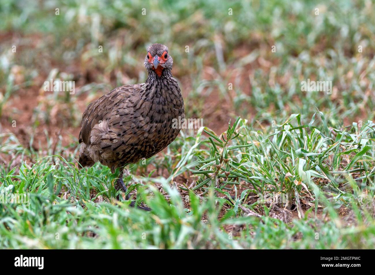 Red-necked spurfowl (Pternistis afer) from Satara, Kruger NP, South Africa. Stock Photo
