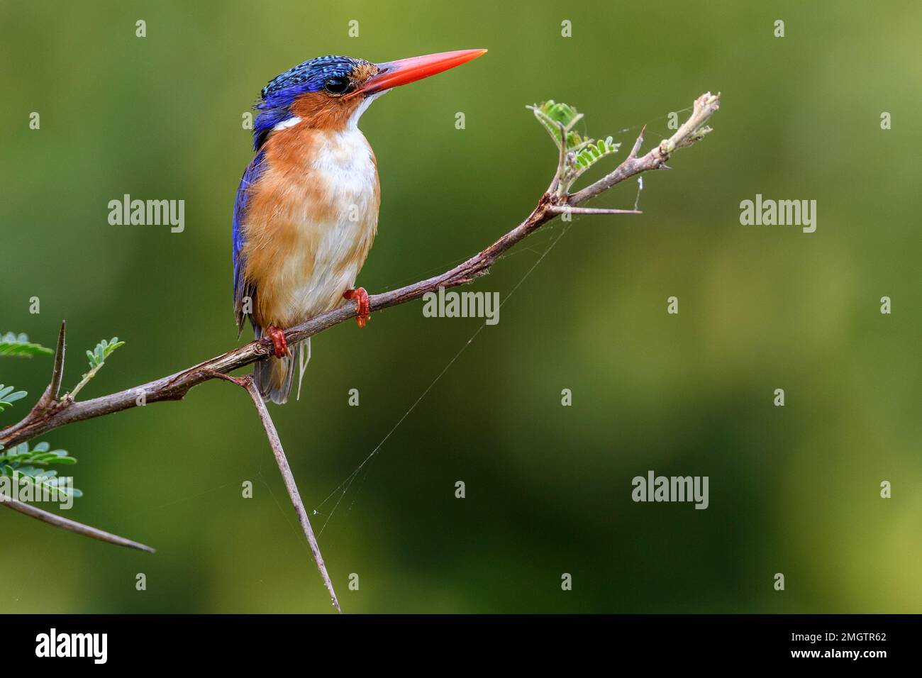 Malachite Kingfisher (Alcedo cristata) from Satara, Kruger National Park, South Africa. Stock Photo