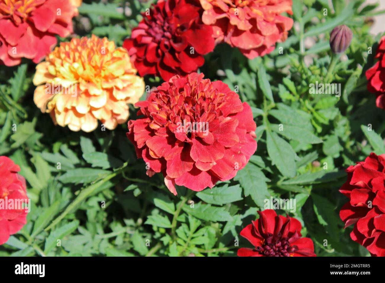 French Marigold (Tagetes patula 'Strawberry Blonde') Stock Photo