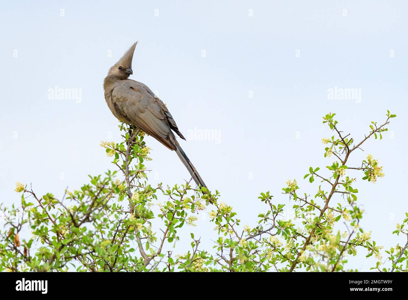 Grey lourie (Corythaixoides concolor) from Satara, Kruger NP, South Africa. Stock Photo