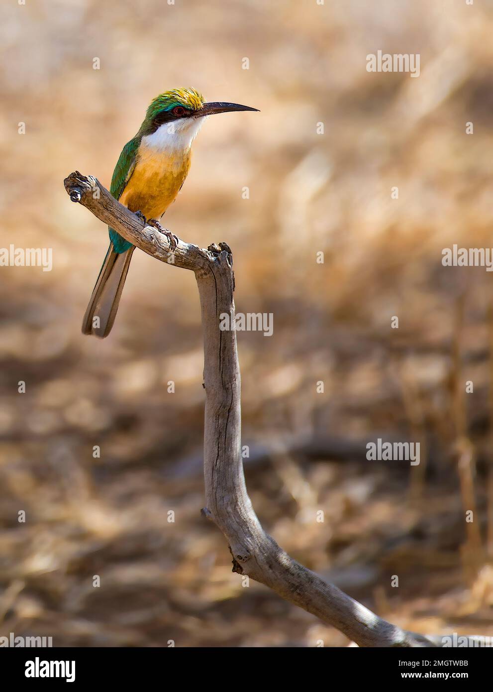 Somale Bee-eater (Merops revoilii) in Samburu National Reserve, Kenya. Stock Photo