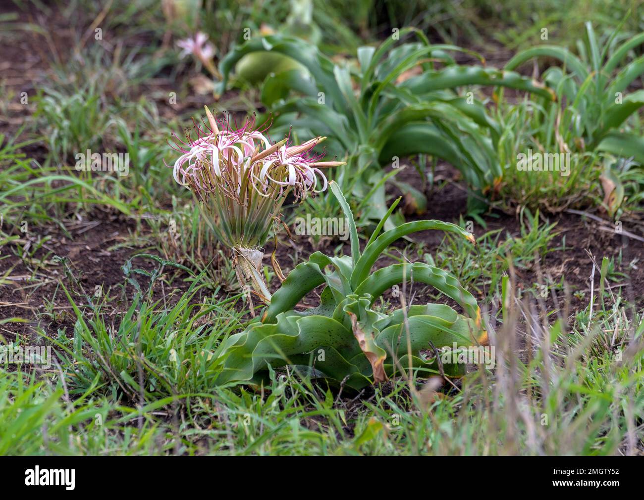 Sand lilly (Crinum buphanoides) from Kruger NP, South Africa. Stock Photo