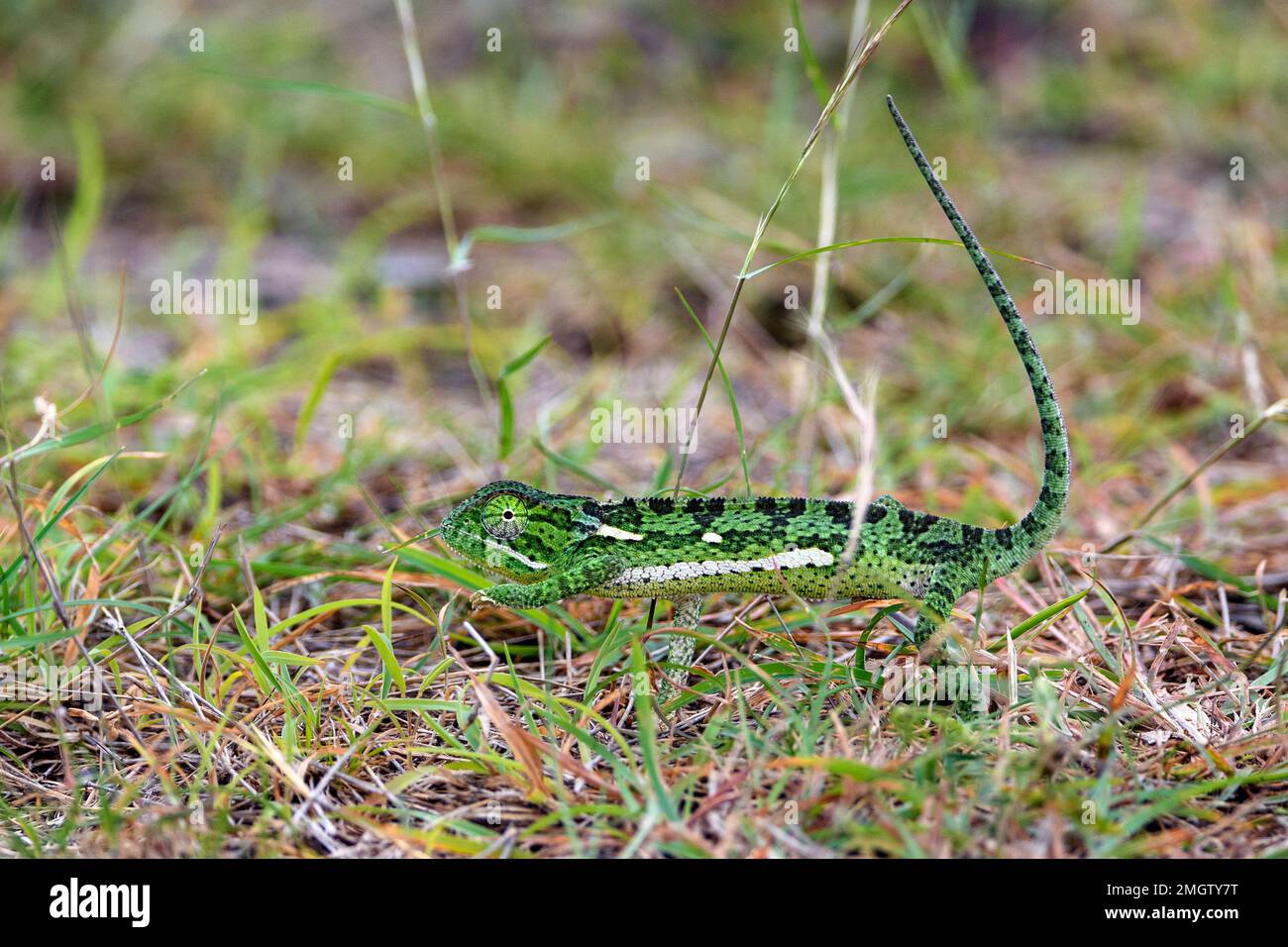 Kamelon hi-res stock photography and images - Alamy Kamelon hi-res stock photography and images - Alamy