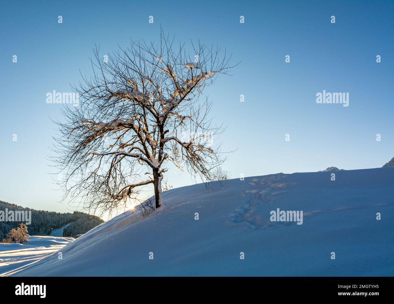 tree in snow-covered meadow on sunny day. Adamello Brenta Natural Park, Trentino Alto Adige, northern Italy, Europe Stock Photo