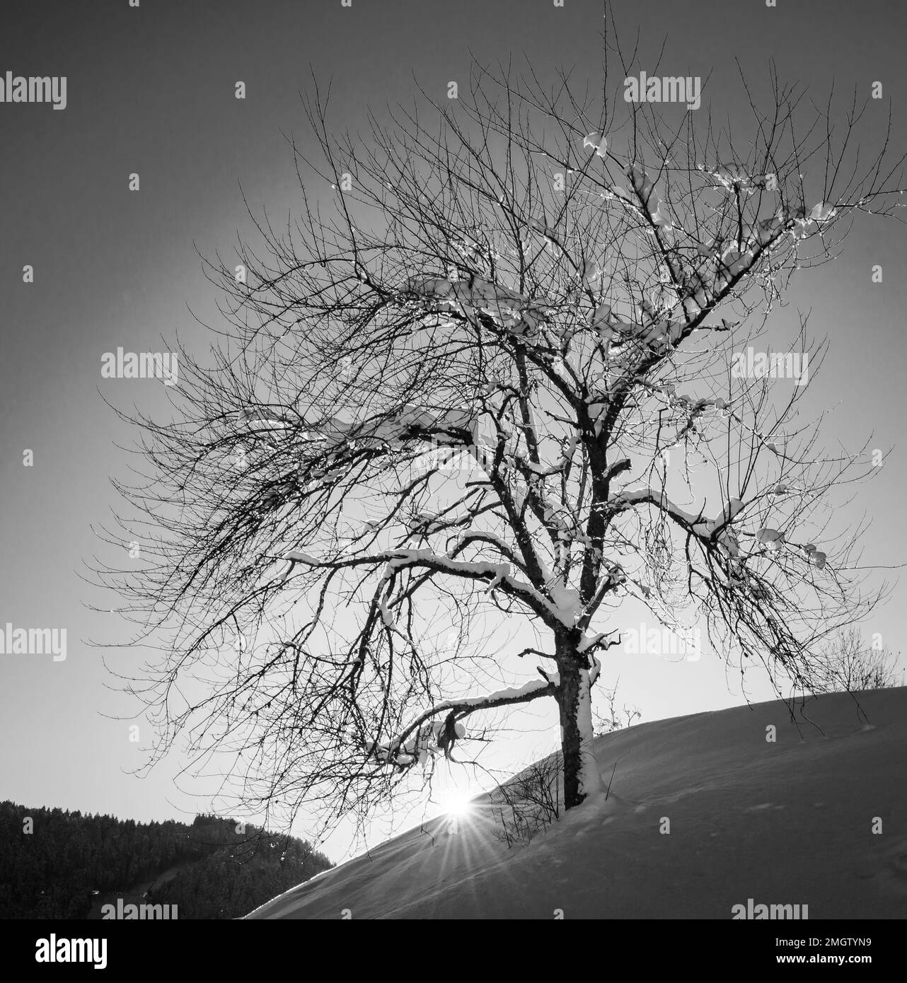 tree in snow-covered meadow on sunny day. Adamello Brenta Natural Park, Trentino Alto Adige, northern Italy, Europe- black and white image Stock Photo