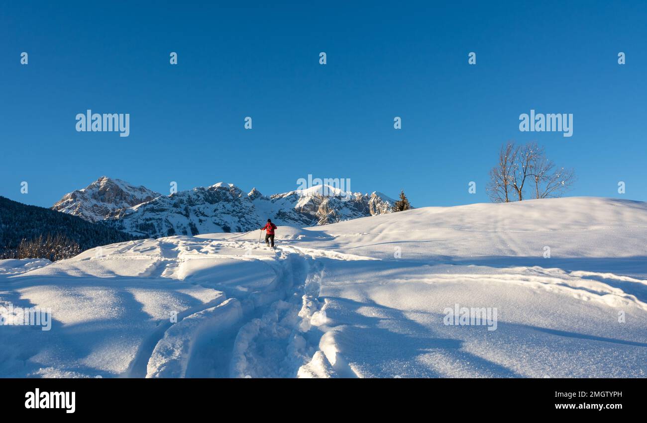 trekking with snowshoes in the Adamello Brenta Natural Park, Trentino Alto Adige, northern Italy, Europe Stock Photo