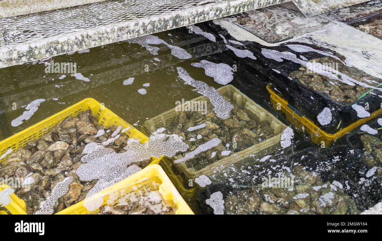 Oyster shuck farm and oysters in basket boxes in pool water for sale