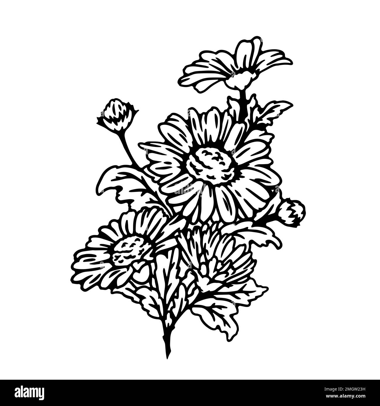 Black and white sketch of daisy flowers isolated on a white background ...