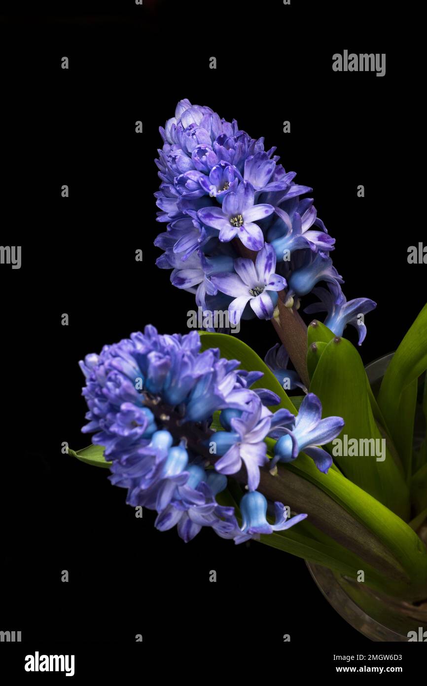 Hyacinth Blossoms on a black background Stock Photo