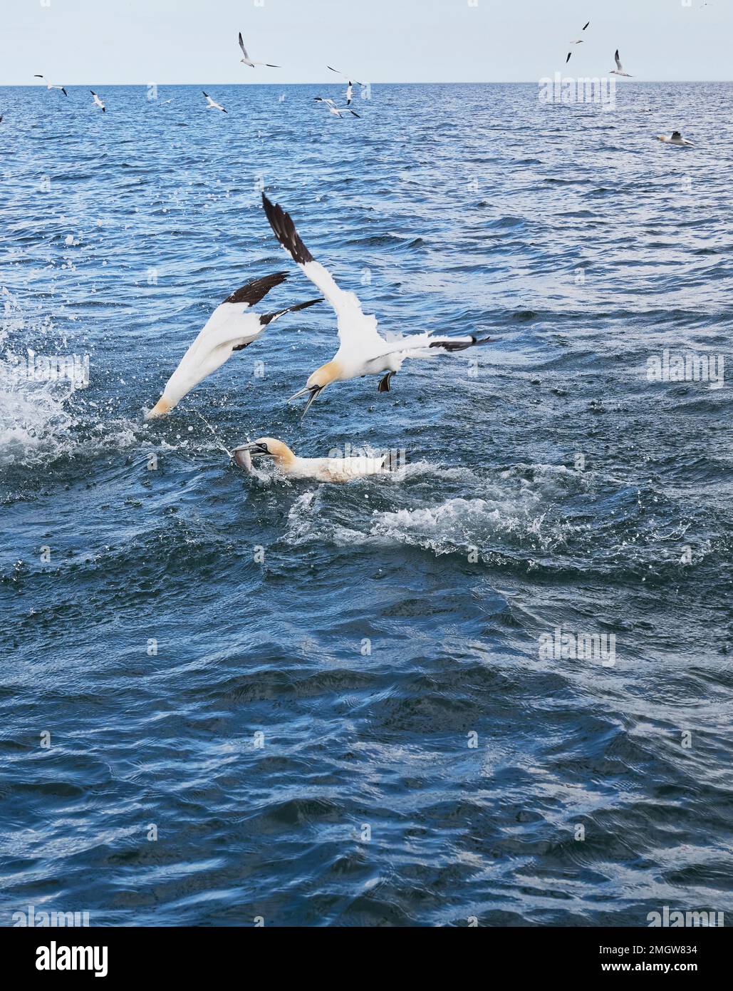 Gannet; Morus bassanus fighting over a fish in the sea off the Yorkshire coast Stock Photo