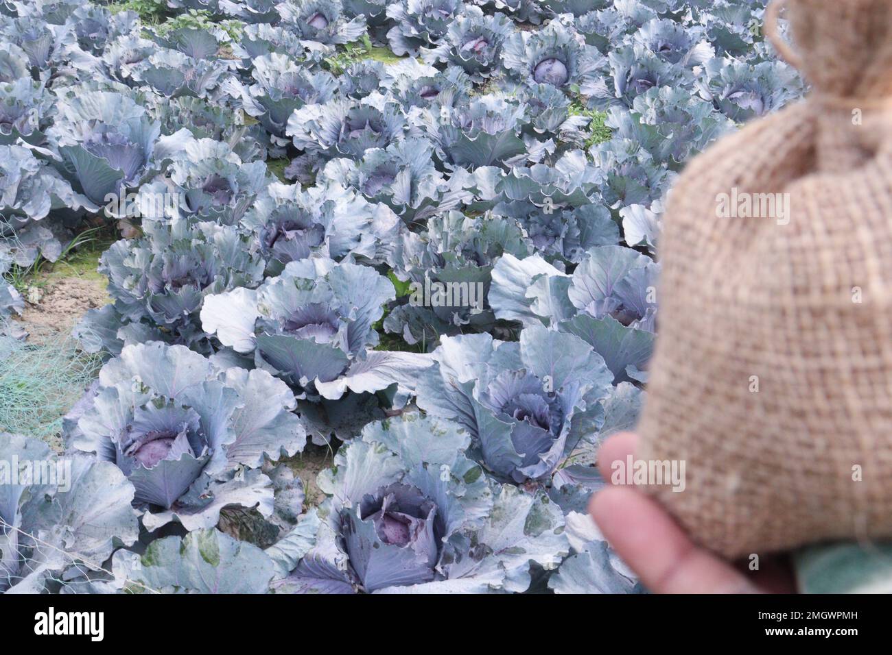 money bag with back note on cabbage farm this is cash crops Stock Photo ...