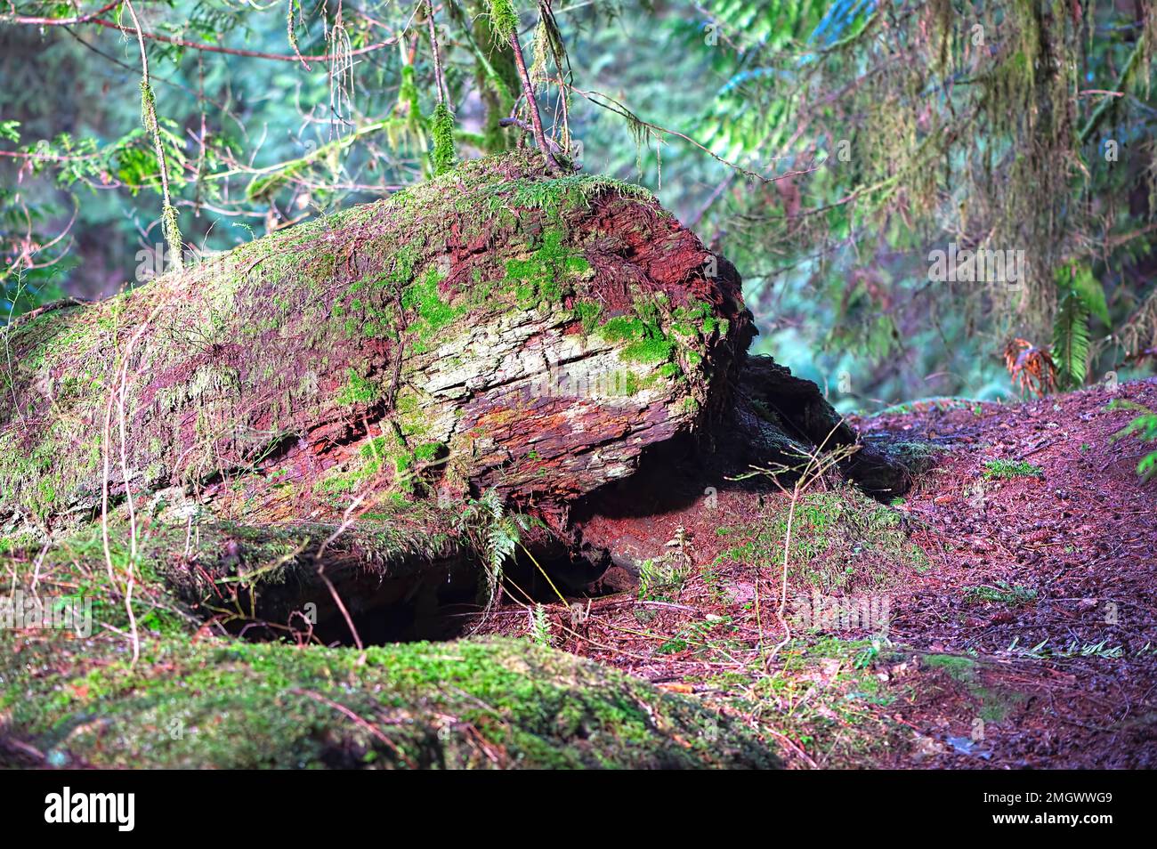 Western red cedar tree (Thuja plicata) - fallen and decaying with moss and lichen growing on it.  Maple Ridge, British Columbia, Canada. Stock Photo