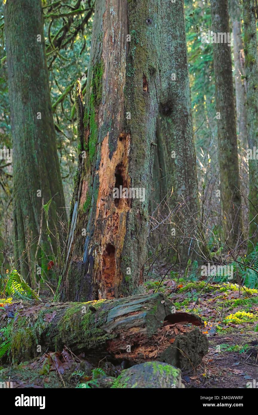 Tree cavities worked on by woodpeckers looking for insects.  Pacific Northwest - British Columbia, Canada Stock Photo
