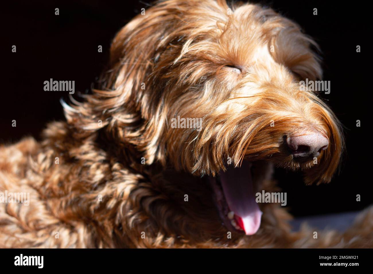 Australian Labradoodle dog yawning Stock Photo Alamy