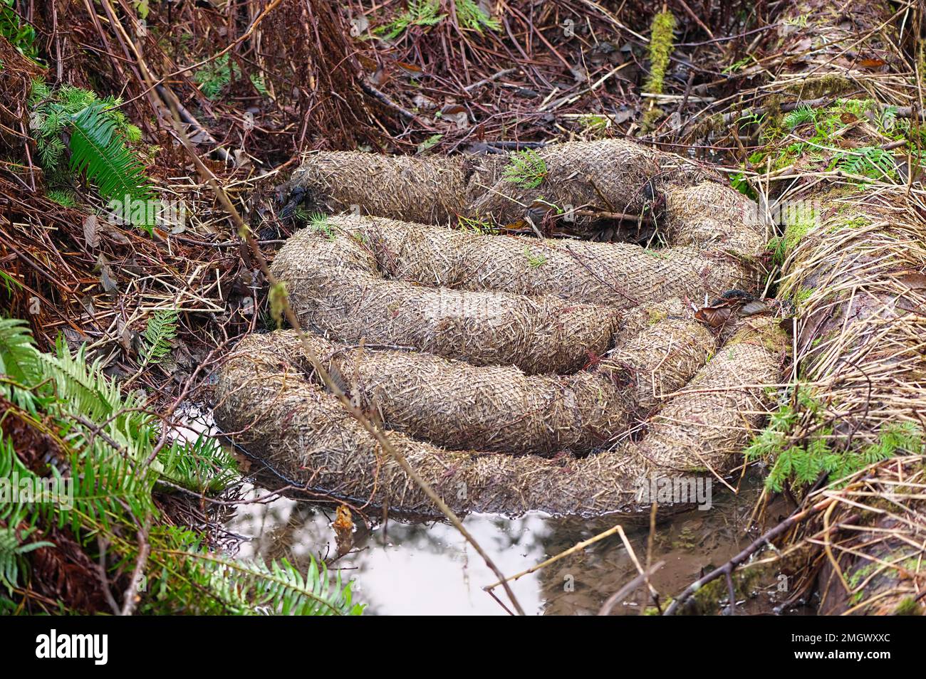 Straw Wattle - for erosion control - found in a stream in local park, Maple Ridge, B. C., Canada. Stock Photo