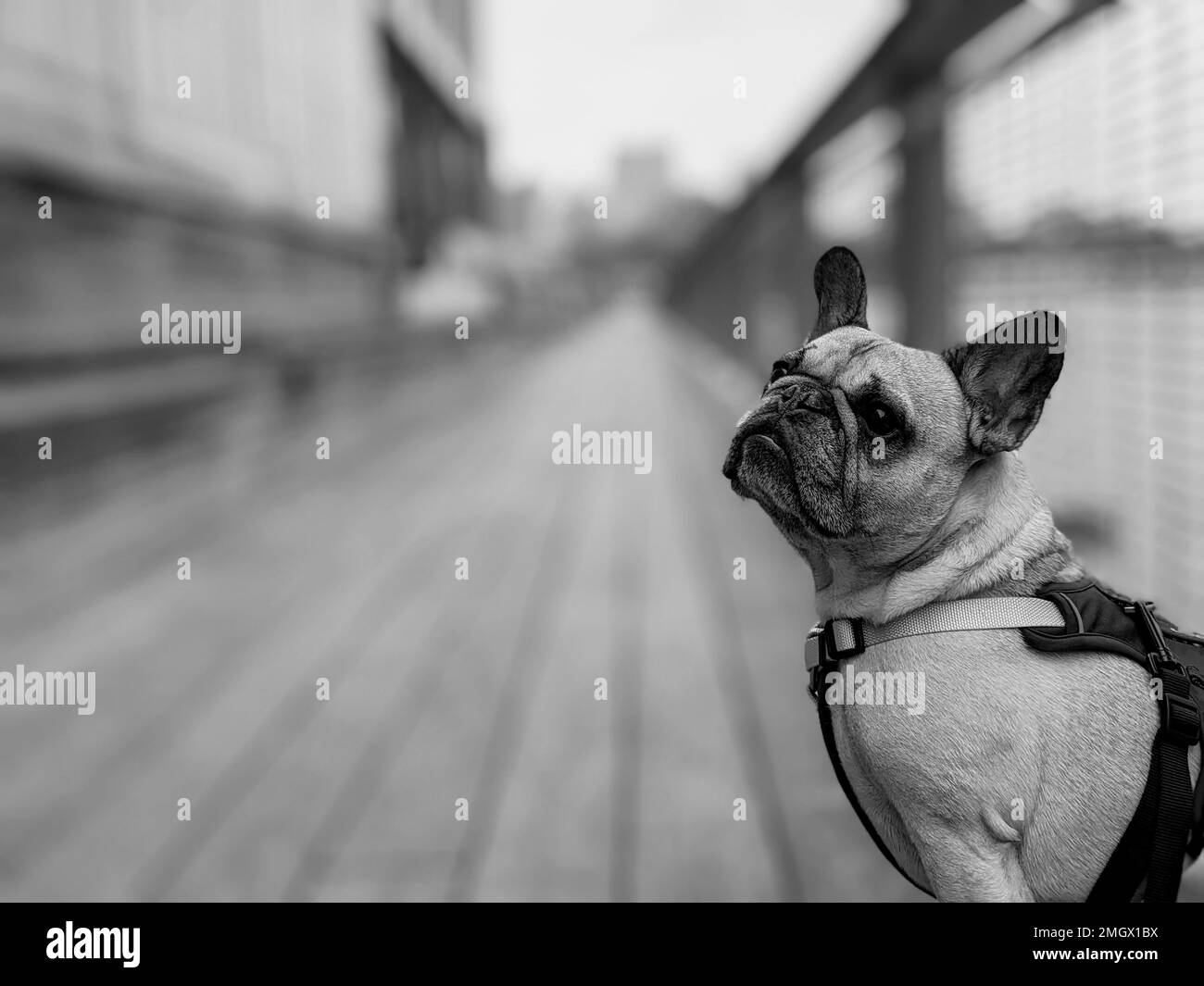 French Bulldog on a walkway at the South Street Seaport in Lower Manhattan. Stock Photo