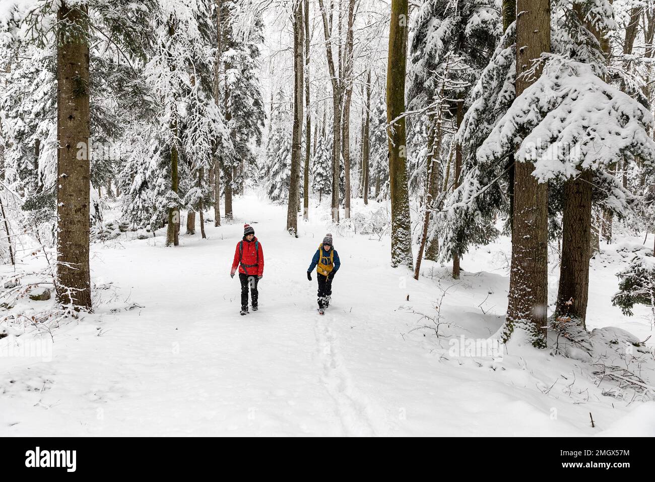 Idyllic Conditions Mother and son hiking in idyllic winter conditions during snowfall in ...