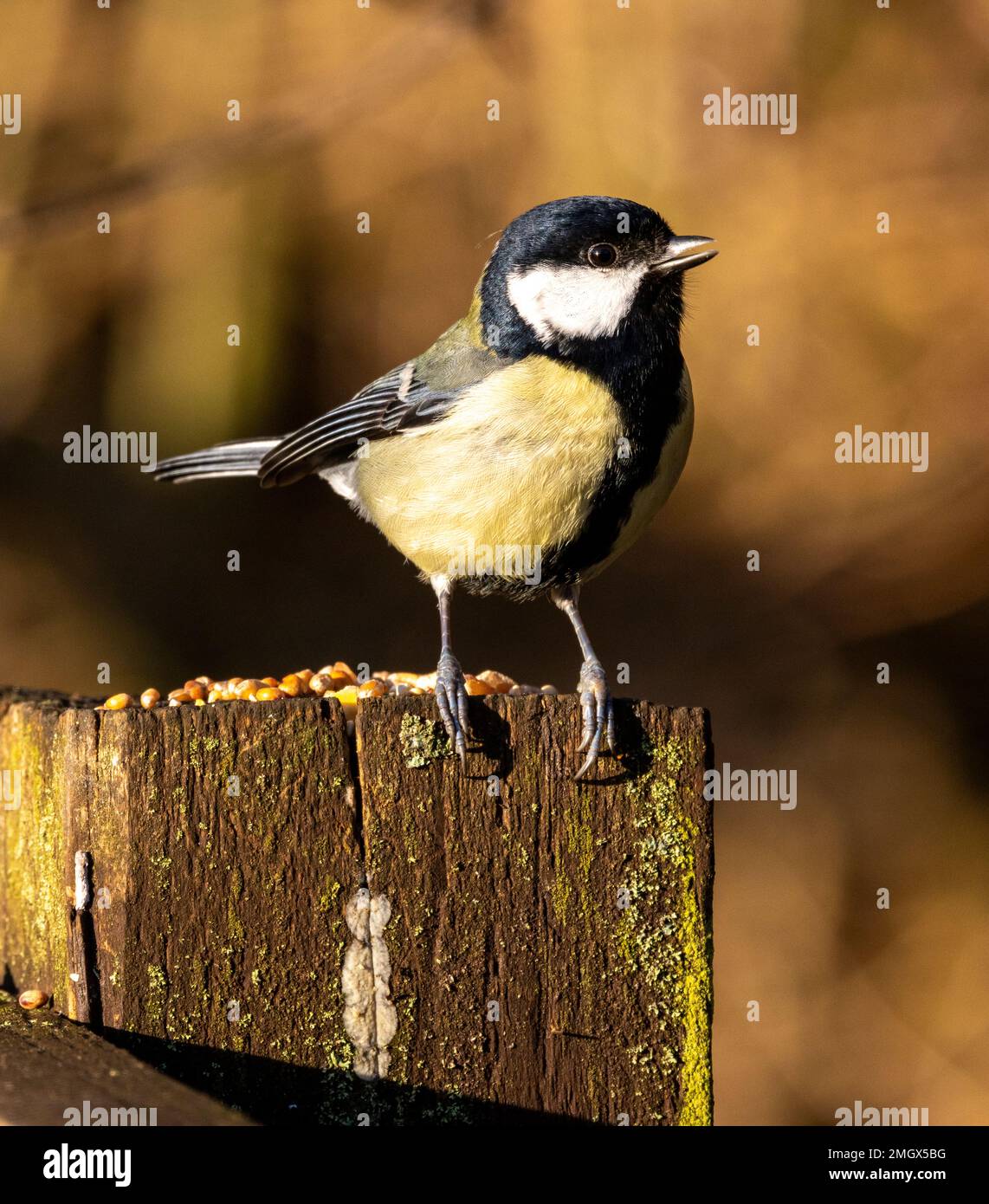 The Great Tit is the largest of the Tit family in UK. They often fly around in mixed feeding flocks with other species, but they are domineering Stock Photo