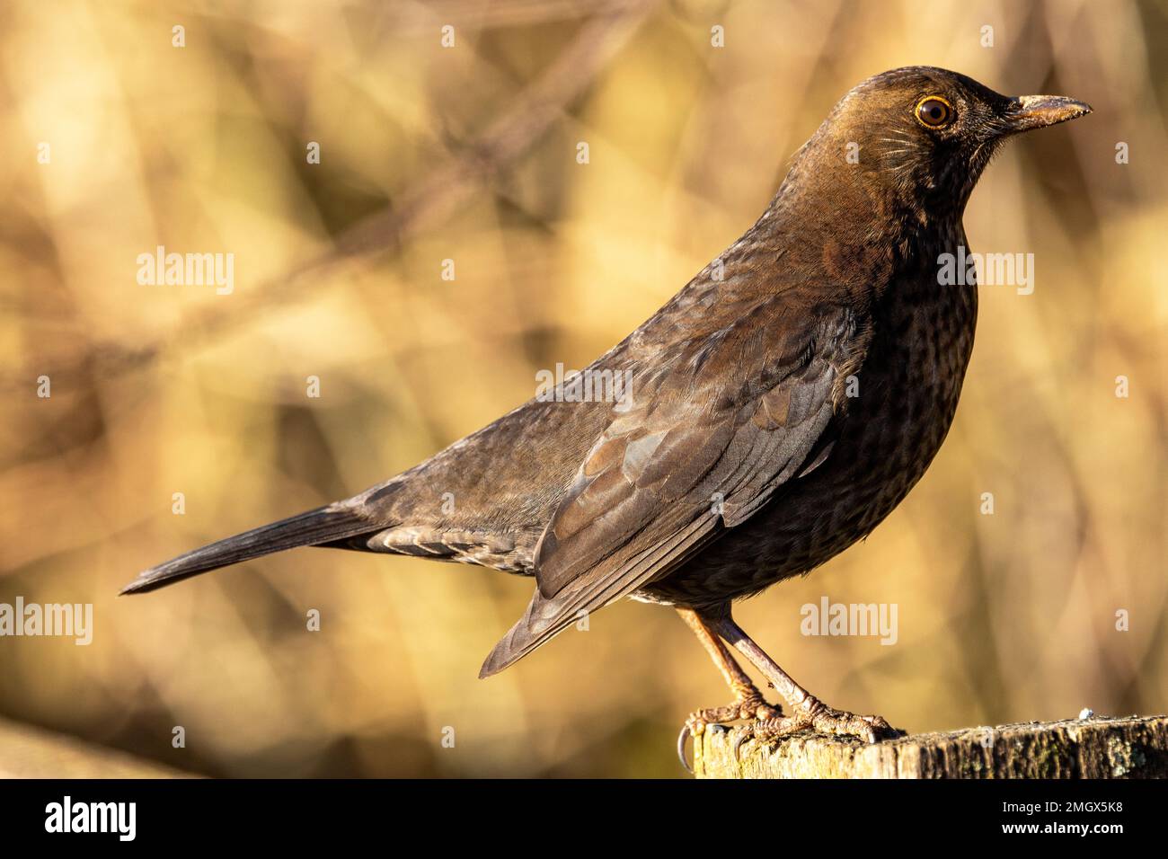 The female Blackbird is less strikingly marked than the cock bird. This allows her to remain much better hidden when on the nest incubation her eggs. Stock Photo