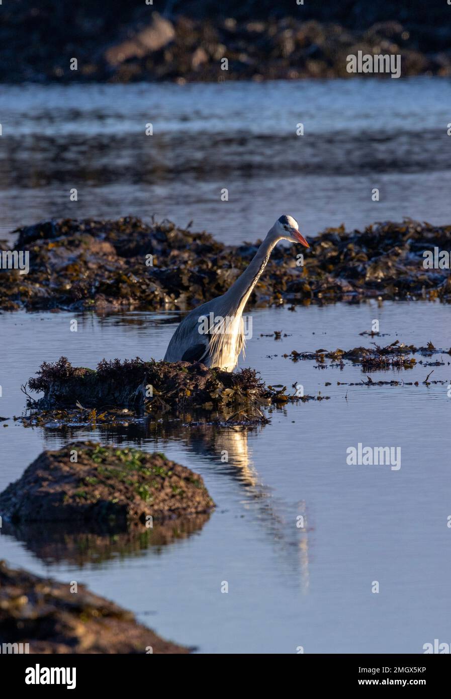 A Grey Heron stands as still as a statue as it waits for fish to swim close enough for its lightening quick strike. Stock Photo