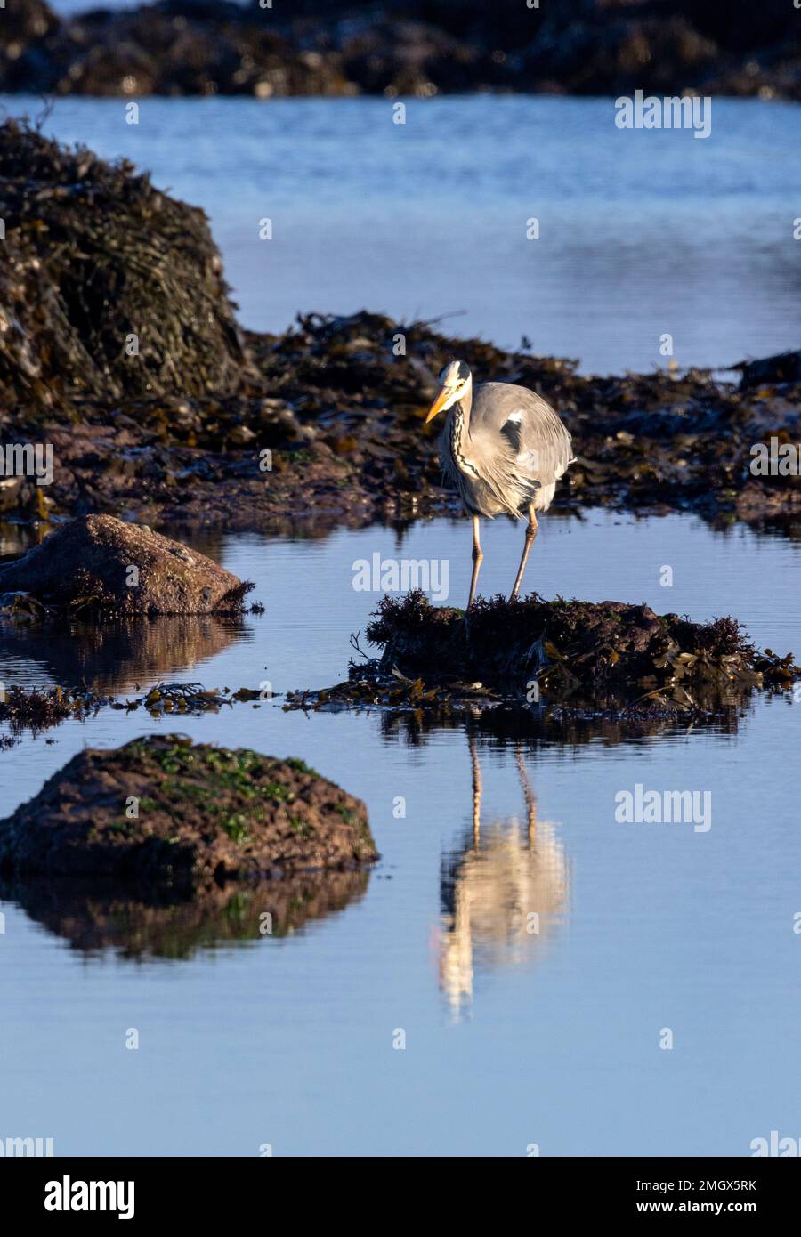 A Grey Heron stands as still as a statue as it waits for fish to swim close enough for its lightening quick strike. tidal are Stock Photo
