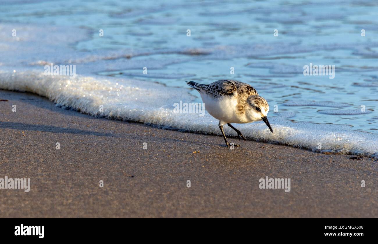 The Sanderling is an active wader, running along the wave line searching for invertebrate food. The migrate to the UK from Arctic areas to over-winter Stock Photo