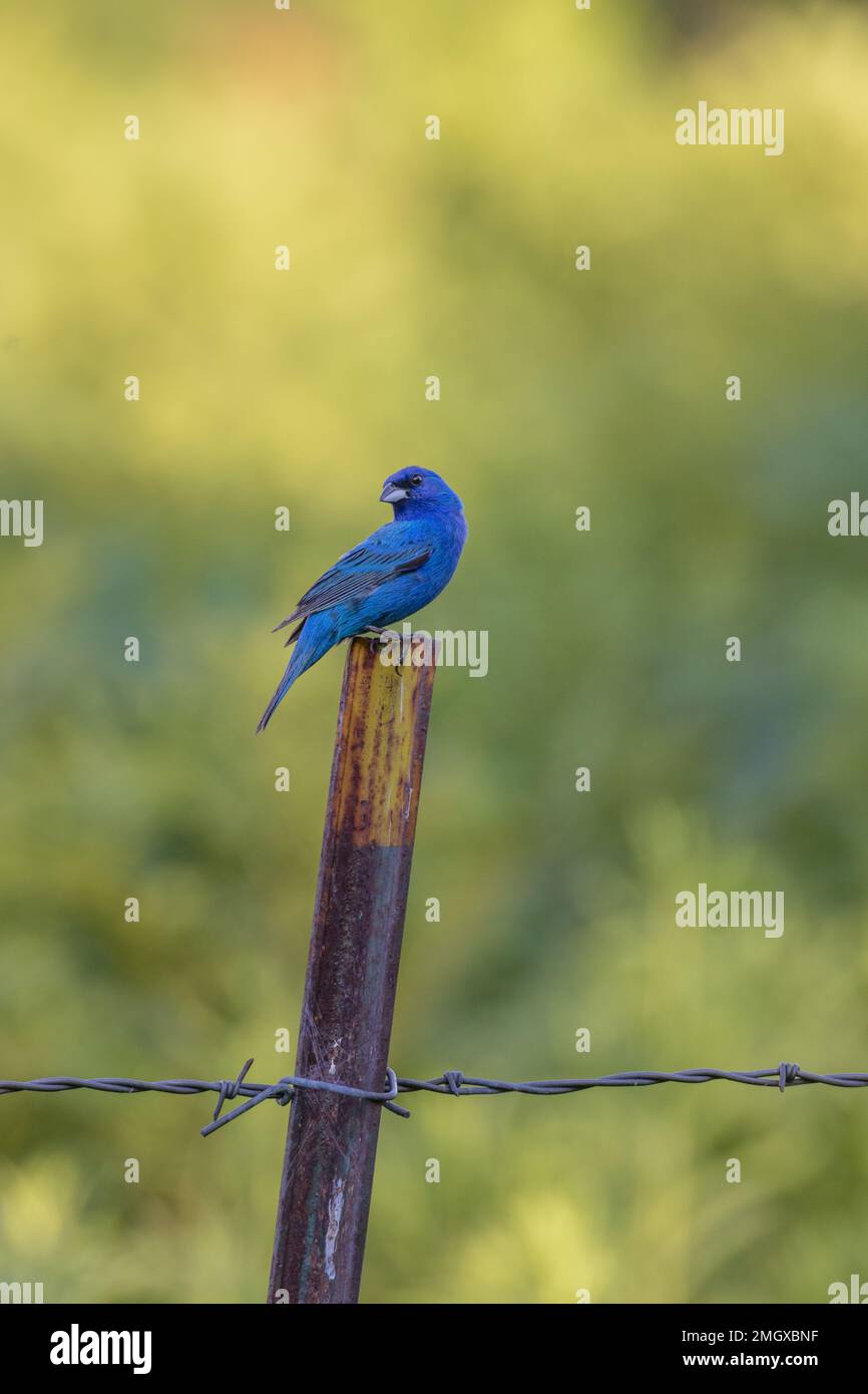 Male indigo bunting in northern Wisconsin Stock Photo Alamy