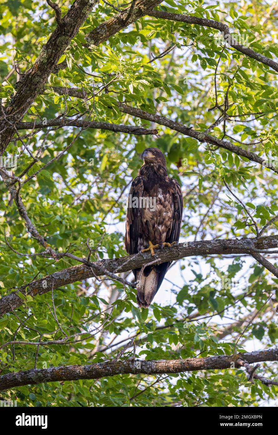 Juvenile bald eagle in northern Wisconsin. Stock Photo