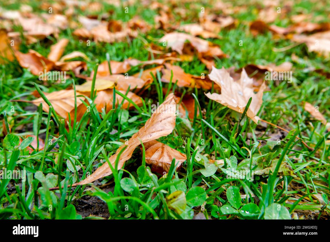 Fallen autumn leaves on the ground Stock Photo