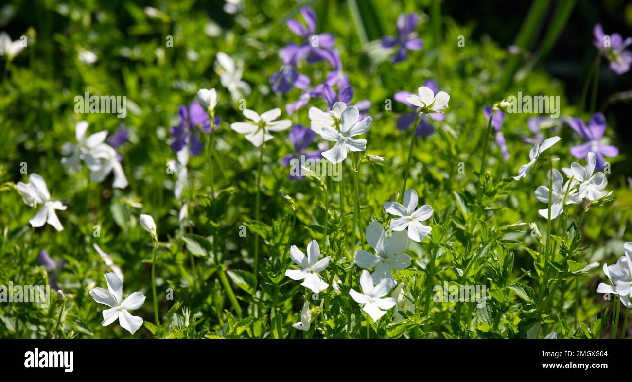 Summer blooming, blue and white flowers of Viola cornuta, also known as horned pansy, in a UK garden June Stock Photo