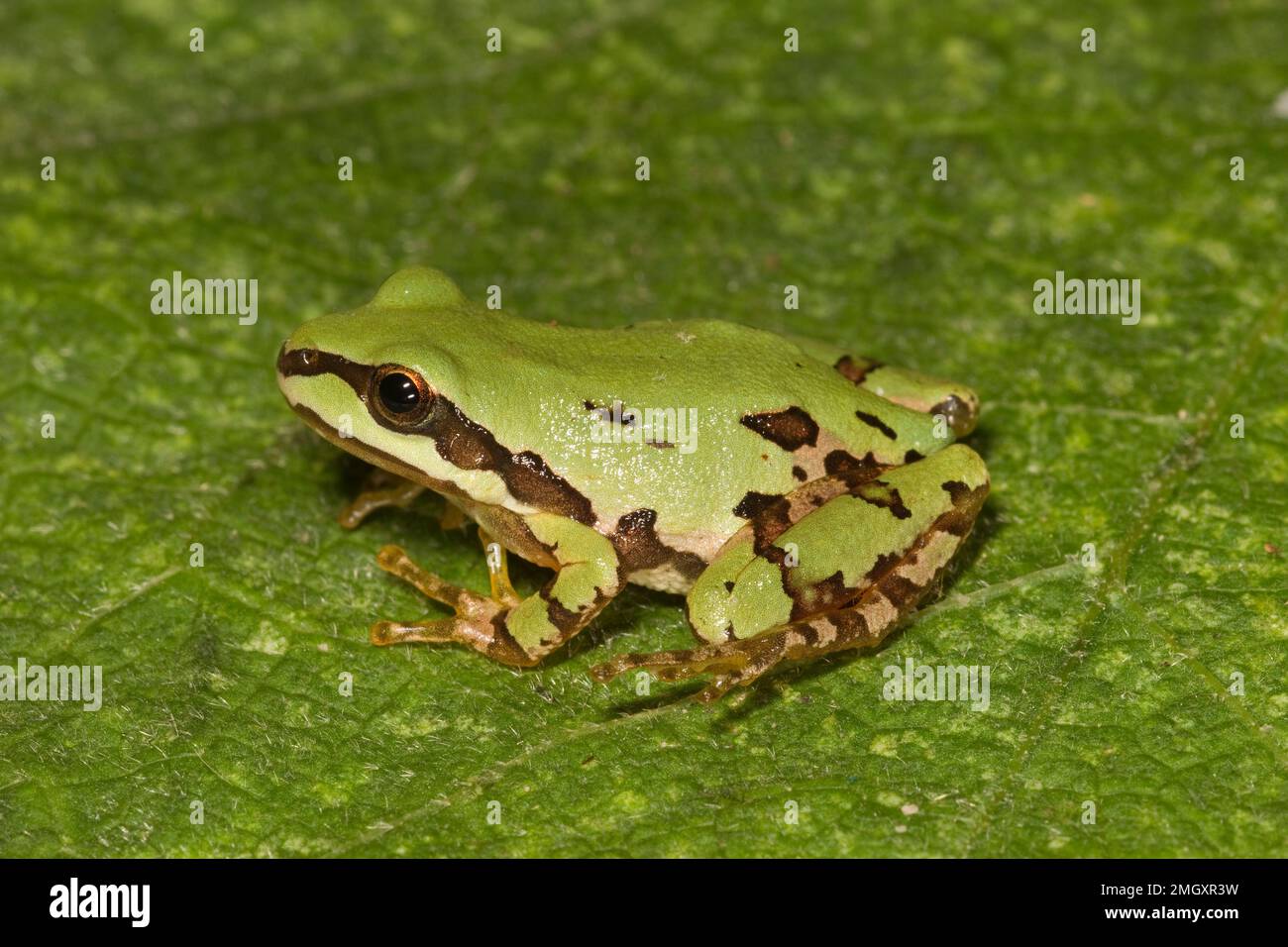 Arizona Treefrog, Hyla wrightorum, Hylidae Stock Photo